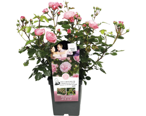 Trandafir în ghiveci cu flori delicate roz