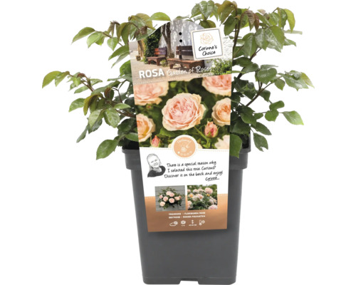 Trandafir la ghiveci, soiul Garden of Roses