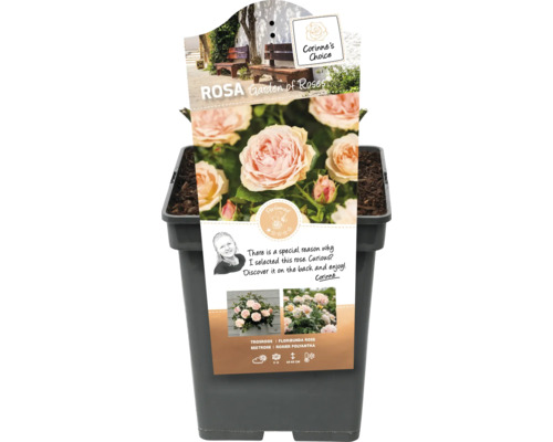 Trandafir de grădină în ghiveci