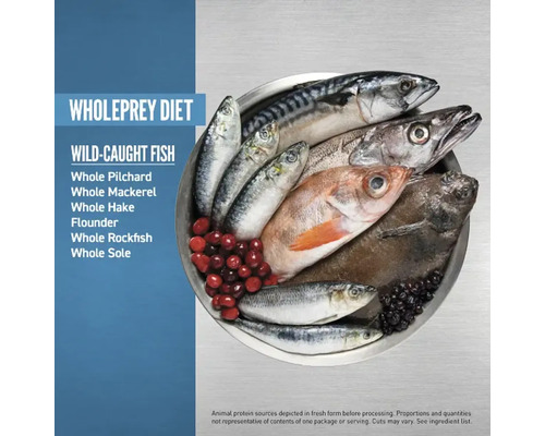 Pești întregi precum macroul, heringul și cambula într-un vas