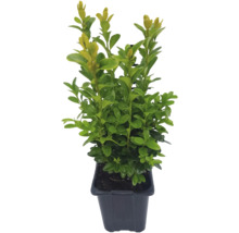Buxus în ghiveci