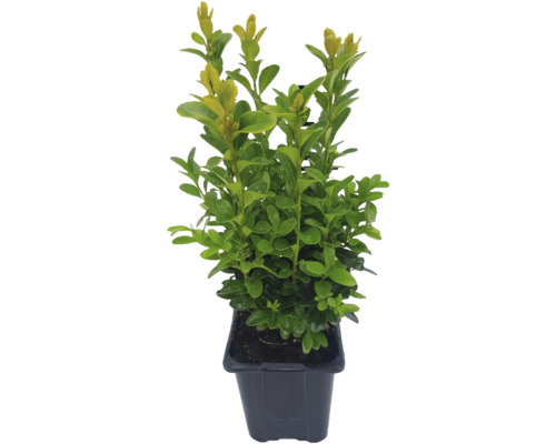 Buxus în ghiveci
