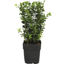 Buxus în ghiveci