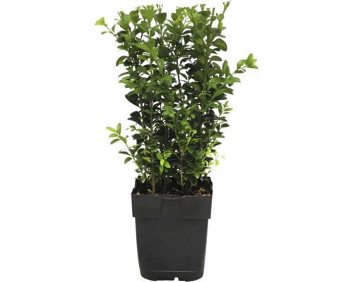 Buxus în ghiveci