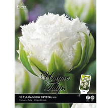 Pachet de bulbi de flori Florex Tulipa Snow Crystal, zece bucăți