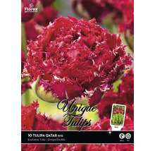 Pachet bulbi de lalele Tulipa Qatar