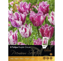 Pachet cu 8 bulbi de lalele Tulipa Purple Circus