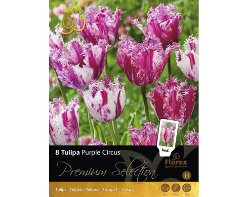 Bulbi de flori Premium Selection Purple Circus 8 buc.