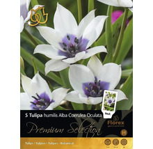 Ambalaj bulbi de lalea Tulipa humilis Alba Coerulea Oculata