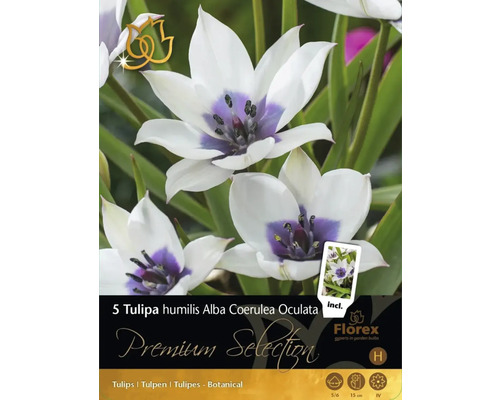 Bulbi de lalele Premium Selection Alba Coerulea Oculata 5 buc.