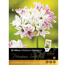 Pachet cu 20 de bulbi de Allium trifoliatum Cameleon