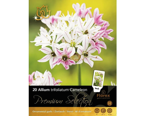 Bulbi de flori Premium Selection Allium trifoliatum Cameleon 20 buc.