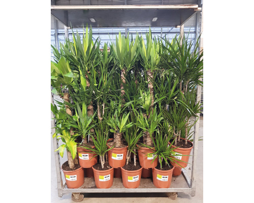 Plante verzi mix FloraSelf H 120-140 cm ghiveci Ø 24 cm Plante verzi mix FloraSelf H 120-140 cm ghiveci Ø 24 cm