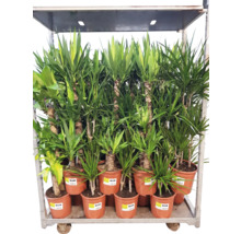 Plante verzi mix FloraSelf H 120-140 cm ghiveci Ø 24 cm-thumb-2 Plante verzi mix FloraSelf H 120-140 cm ghiveci Ø 24 cm-thumb-2