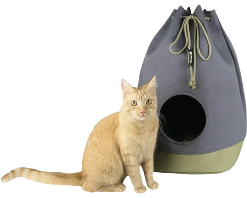 Pisică lângă vizuină de pisică