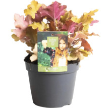 Heuchera Marmelade plantă în ghiveci