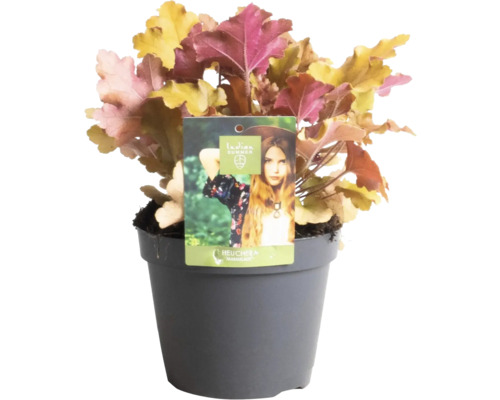 Heuchera Marmelade plantă în ghiveci