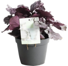Plantă Heuchera în ghiveci