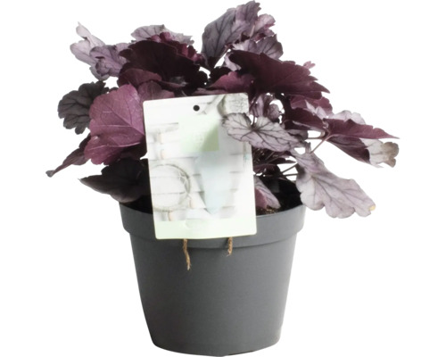 Plantă Heuchera în ghiveci