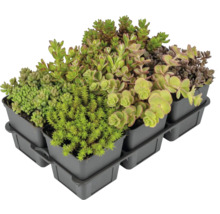 Diverse plante Sedum într-un suport