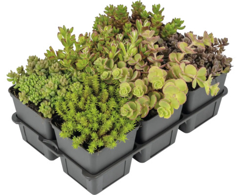 Diverse plante Sedum într-un suport
