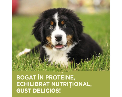cățel ciobănesc de Berna în iarbă
