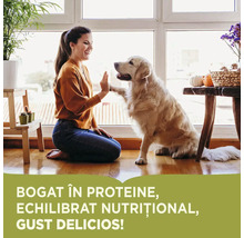 Femeie dă high five unui câine Golden Retriever într-o cameră luminoasă.