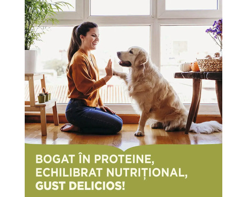 Femeie dă high five unui câine Golden Retriever într-o cameră luminoasă.