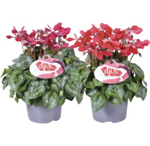 Două plante de ciclamă în ghiveci