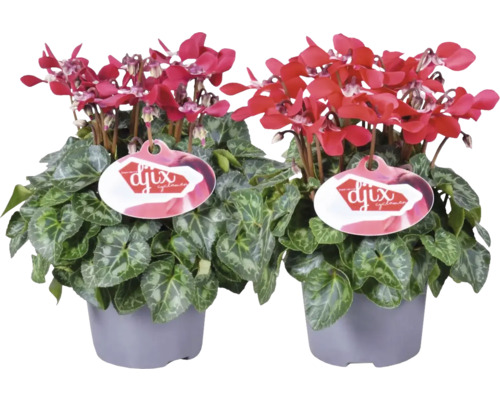 Două plante de ciclamă în ghiveci