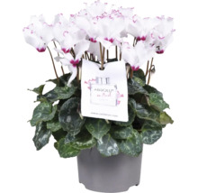 Cyclamen la ghiveci cu flori albe și etichetă decorativă într-un ghiveci gri