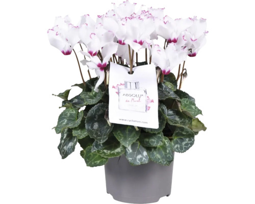 Cyclamen la ghiveci cu flori albe și etichetă decorativă într-un ghiveci gri