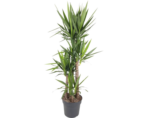Arborele vieții FloraSelf Yucca elephantipes 180-185 cm ghiveci Ø 34 cm