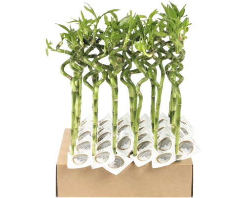 Bambus norocos FloraSelf Lucky Bamboo Spirala ca. 40 cm