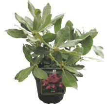 Rododendron într-un ghiveci cu o etichetă care descrie soiul