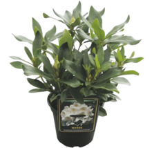 Rhododendron la ghiveci