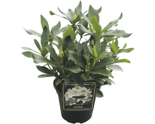 Rhododendron la ghiveci