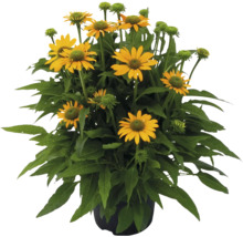 Floare galbenă de Echinacea într-un ghiveci.