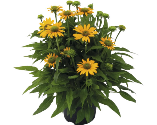 Floare galbenă de Echinacea într-un ghiveci.