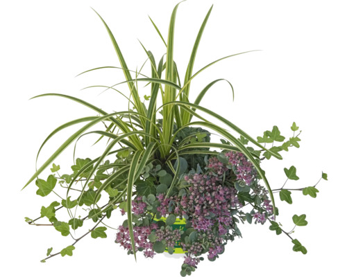 Aranjament de plante ornamentale pentru exterior