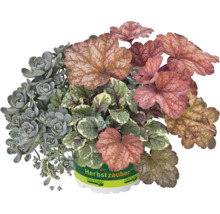 Planta la ghiveci Magia toamnei cu diferite forme și culori ale frunzelor