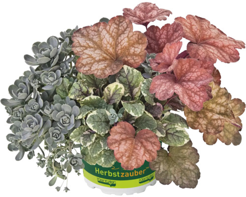 Planta la ghiveci Magia toamnei cu diferite forme și culori ale frunzelor