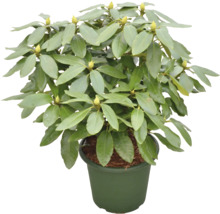 Rhododendron în ghiveci cu frunze verzi și boboci de flori.