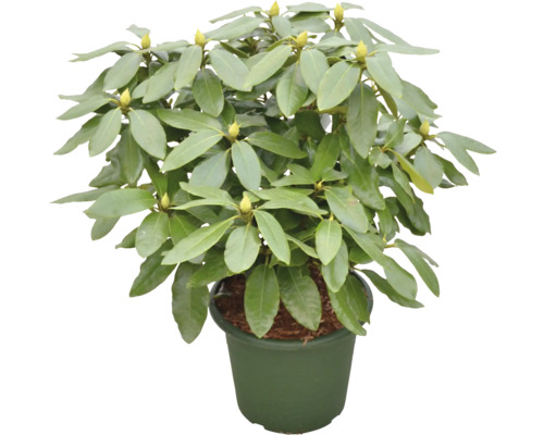 Rhododendron în ghiveci cu frunze verzi și boboci de flori.