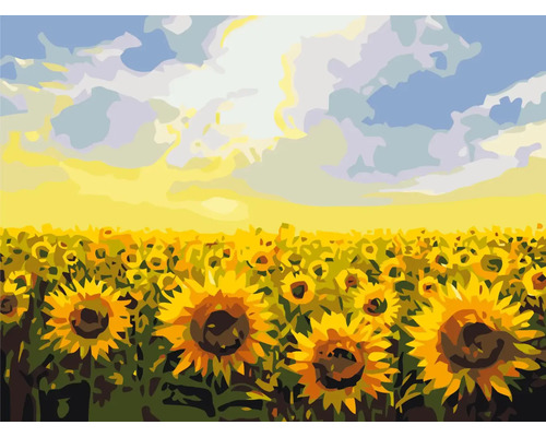 Pictură pe numere Field of sunflowers 30x40 cm