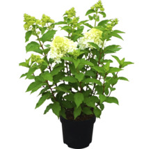 Hortensie paniculată într-un ghiveci