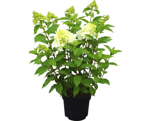 Hortensie paniculată într-un ghiveci