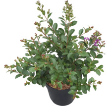 Lagerstroemia la ghiveci cu frunze și boboci de flori