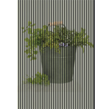 Găleată cu diverse plante