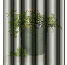 Găleată cu plante